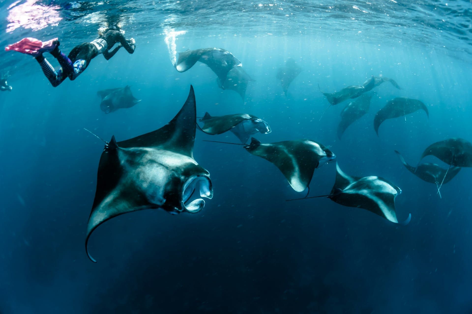Manta rays swimming past divers