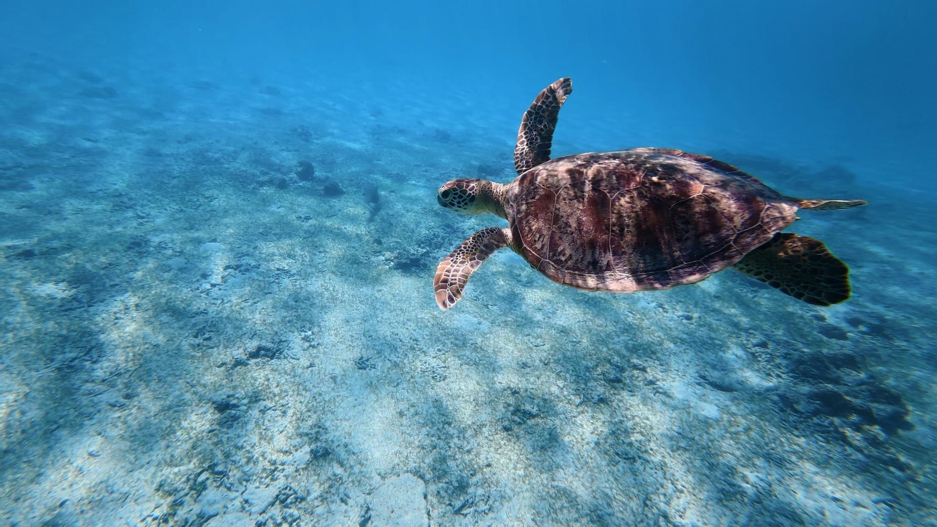 A turtle swimming over the sand in shallow water