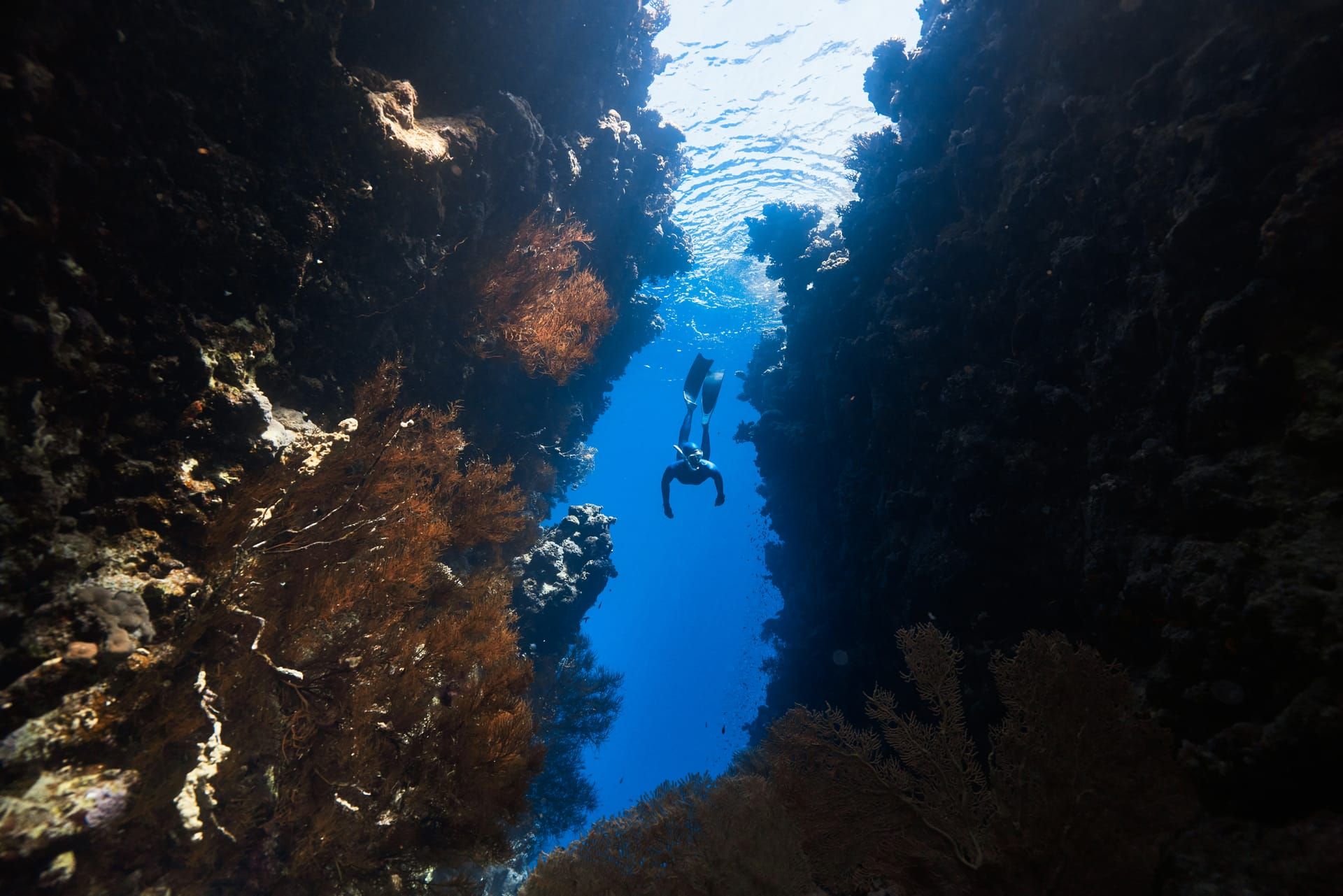 Divers in a narrow canyon of sea fans