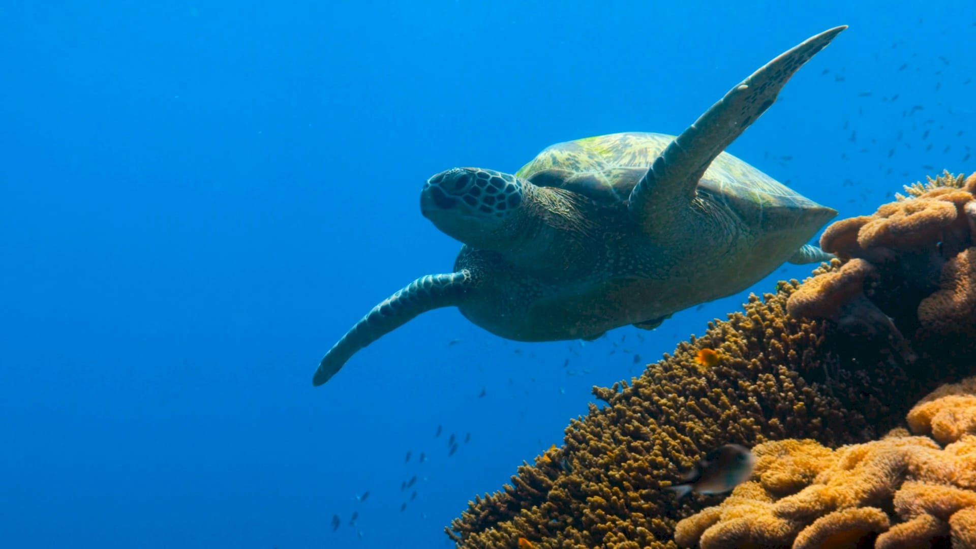 A green turtle swimming over the reef