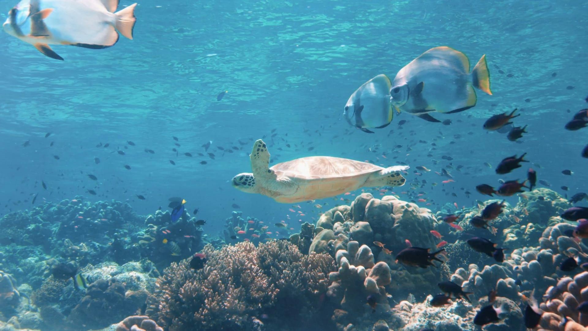 A turtle and batfish over the reef