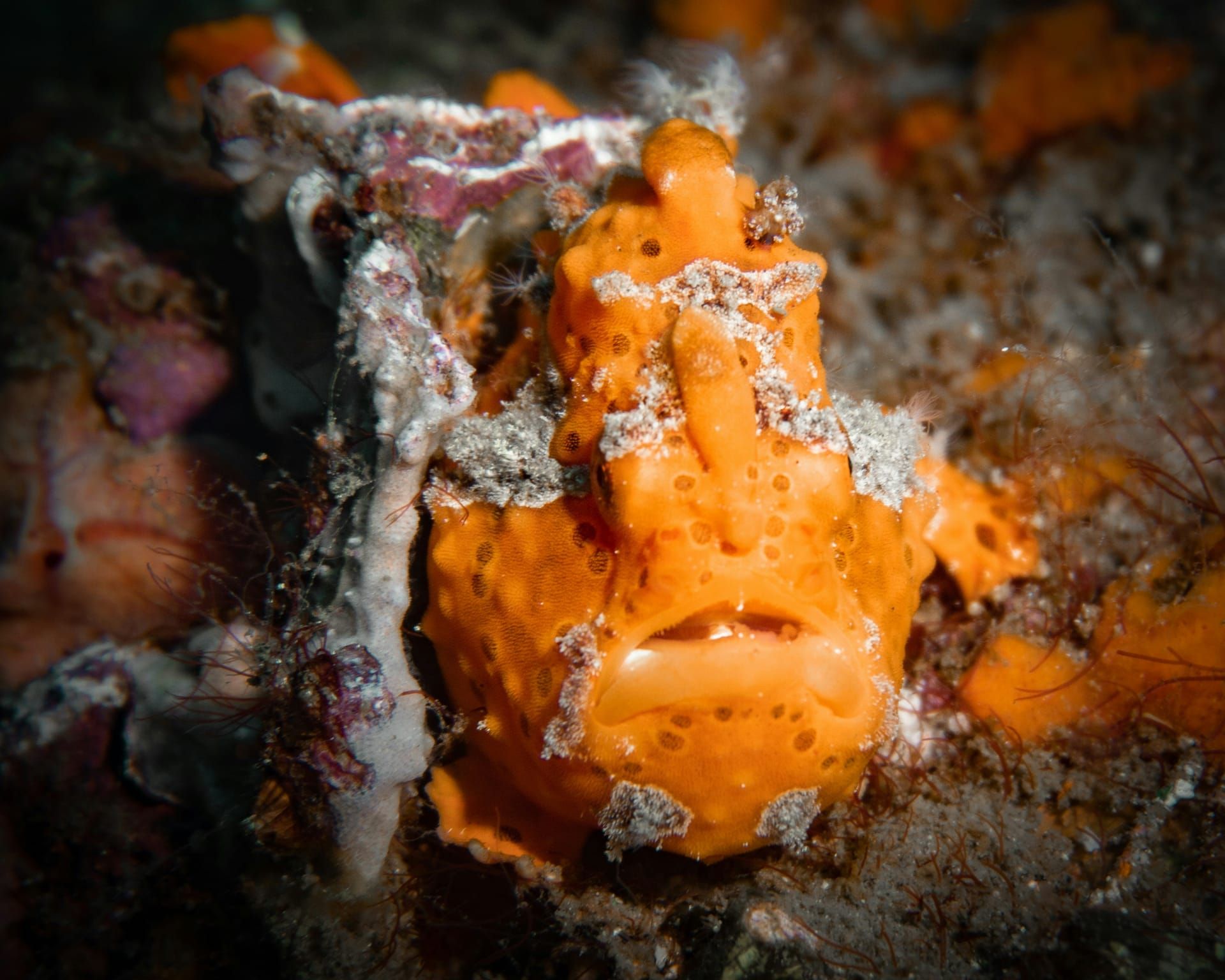 An orange frogfish on the reef
