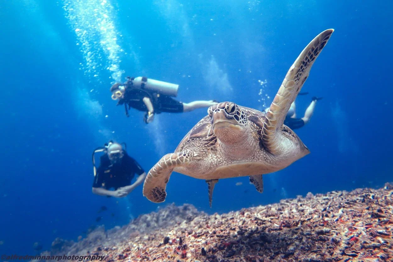 Fun Dive with Odysseic Divers on Gili Trawangan