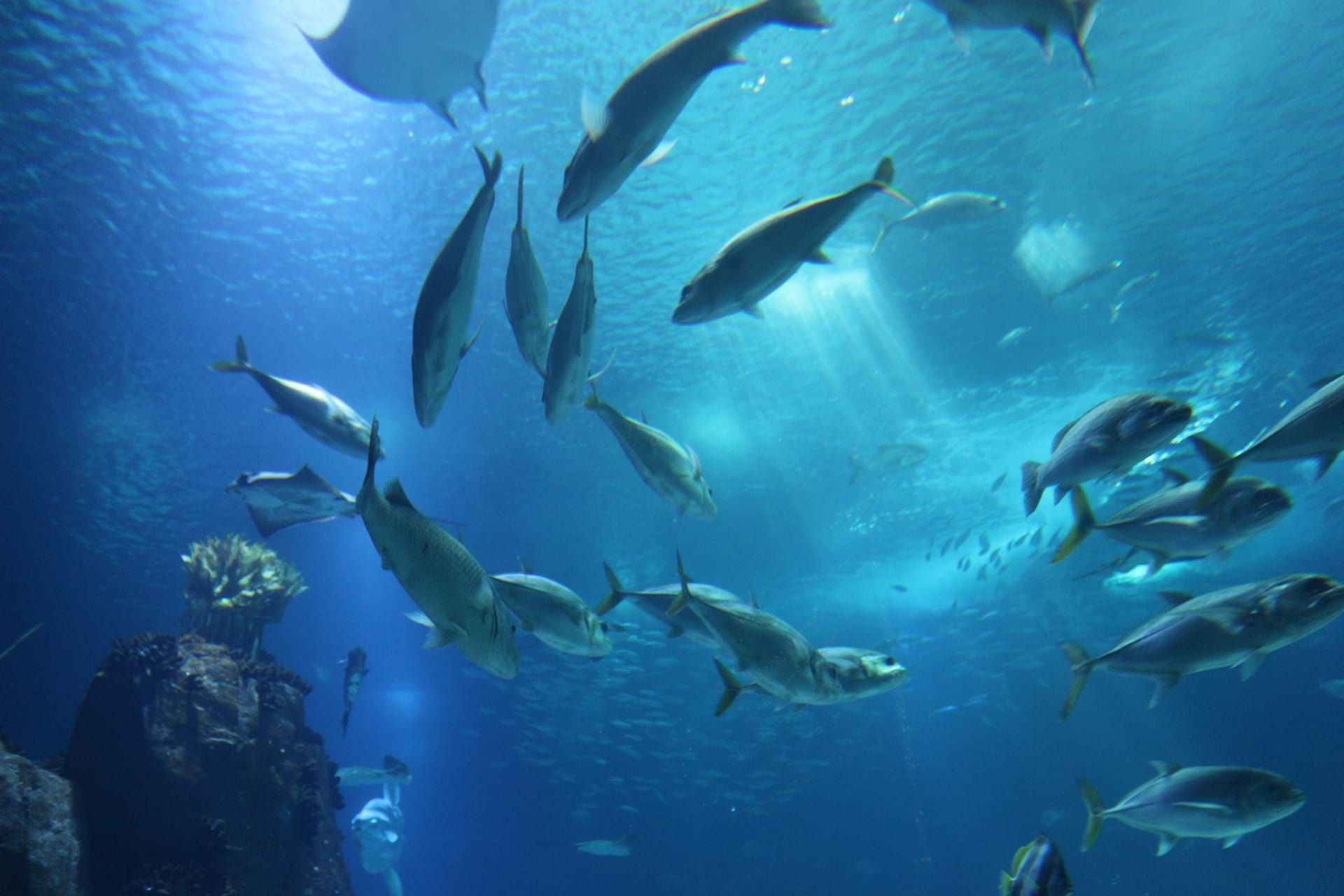 A school of fish in blue water
