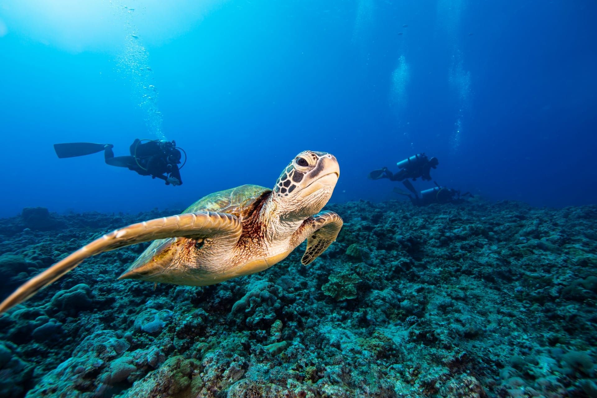 A green turtle over the reef with divers behind