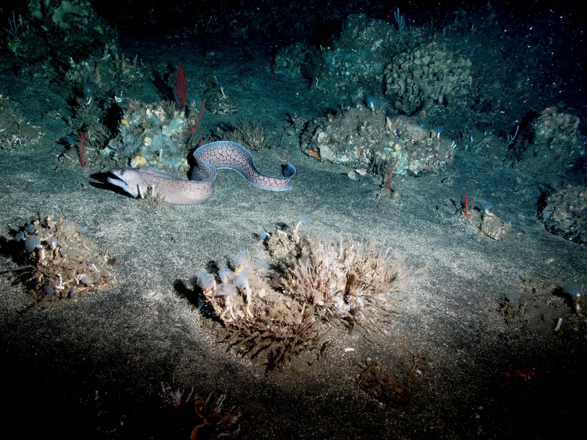 A moray eel on the sandy bottom