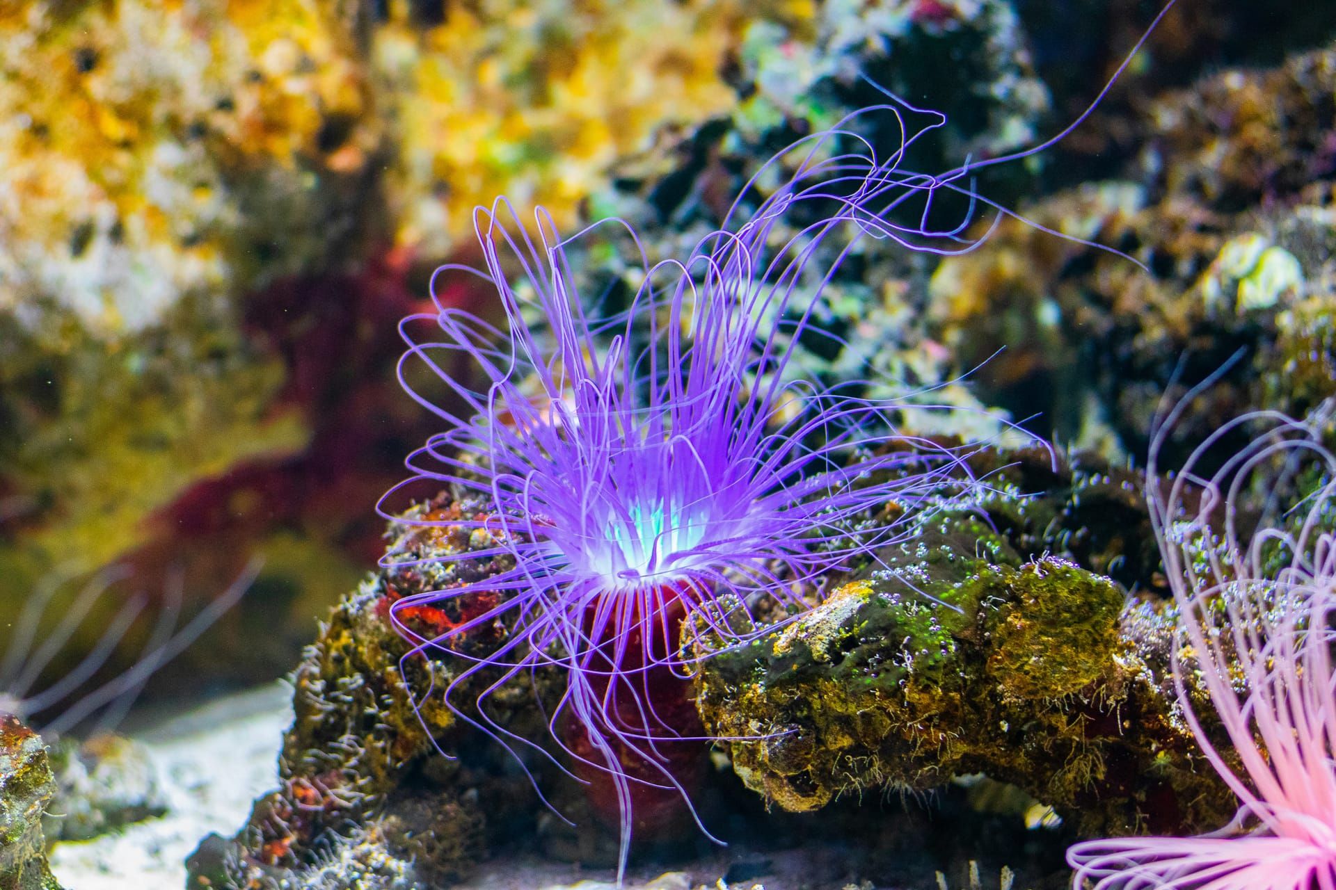 A purple tube anemone