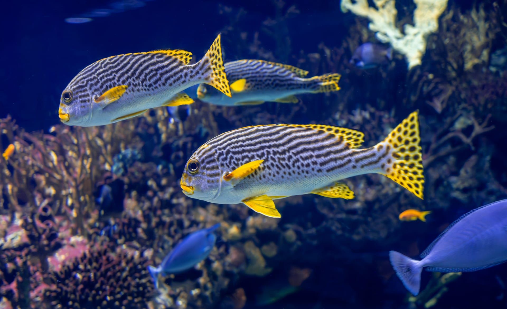 Sweetlips over the reef